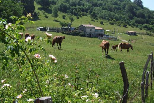 foto di Valerio Sartori - estate, cavalli al pascolo in Prada di Brenzone