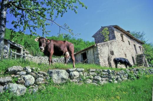 foto di Valerio Sartori - Malga e mucca